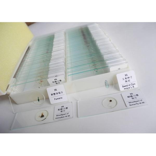 Broad Bean Leaf Epidermis W.M Botany Slides 75.2×25.6×1.2mm With High Transmitta