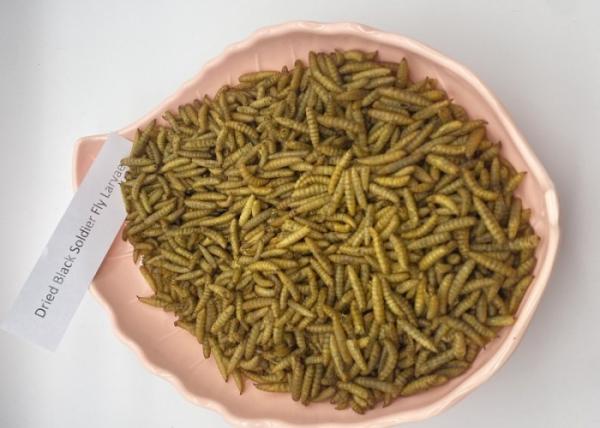 Top-Quality Dried Insect Meal in Carton Packaging 3-5cm Size