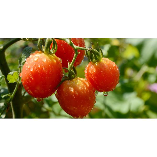 PH6-7 Brown Pure Protein Dry Fish Fertilizer Micro Granular