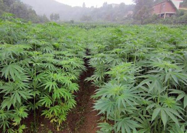 CBDオイル抽出脱水機分離機 - 遠心分離機