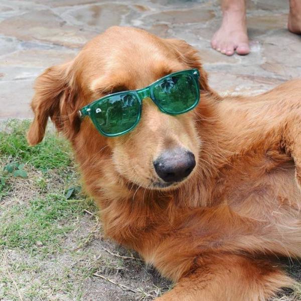 135x158x40mm Colour Therapy Sunglasses Translucent Green Tinted Lenses