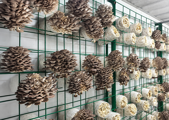 High-Yield Intelligent Mushroom Growing Container With Auto Climate Control System