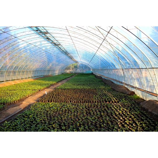 Water Soluble Seaweed Polysaccharides Fertilizer 40% Natural Growth Regulator