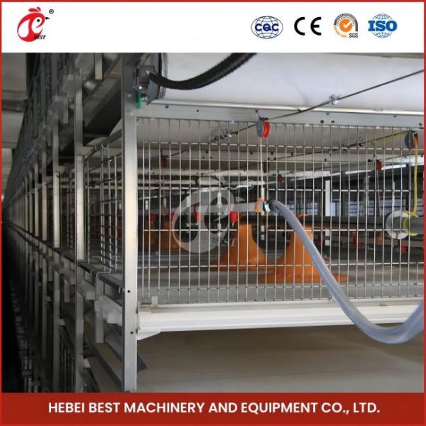 Hot Galvanized H Type Broiler Cage Silver Surface Treatment For Poultry Farming Rose