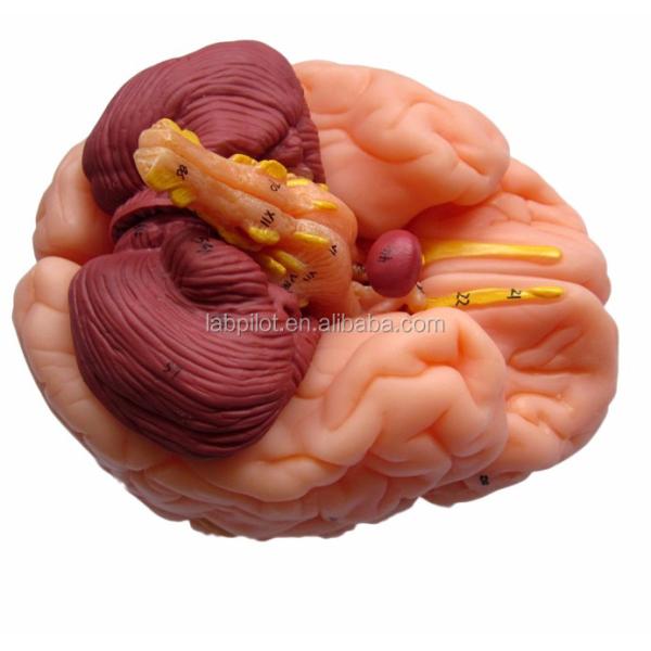 8 Parts Deluxe Human Teaching Plastic Brain Model for Hospitals Nervous System Anatomy