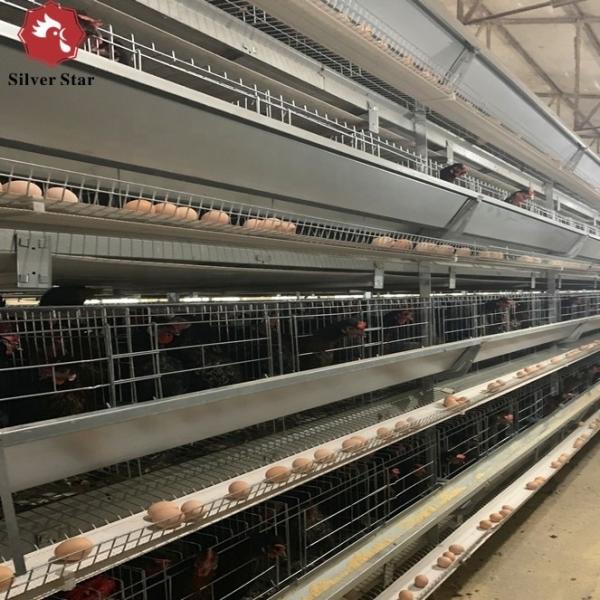 Hot Dip Galvanized H Type Layer Cage High Capacity Automated Poultry Cage with Automatic Feeding for Large Poultry Farm