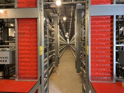 Q235 Poultry Farming H Type 4 Tier Layer Chicken Cage