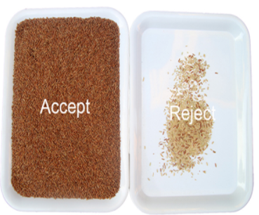 Сортировщица цвета риса 320 парашютов извлекает черный и ныряя желтый рис вне