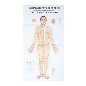 1.2*1.6m Acupuncture Culture 3pcs Per Set For Teaching Acupuncture Points