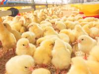 Équipement d'alimentation personnalisé pour poulets de chair avec système automatique de boisson / alimentation