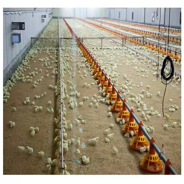 Automatic Metal Cage Steel Structure Broiler Chicken Poultry House