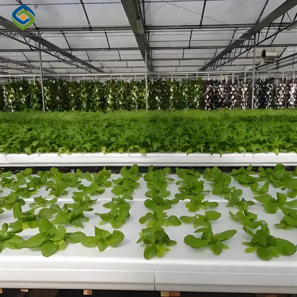 Substrate Cultivation Outdoor Hydroponics Greenhouse Weather Resistance