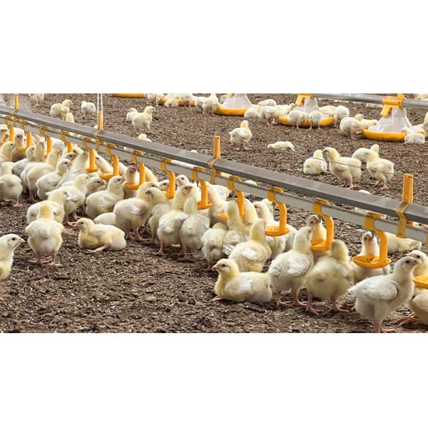 Система клеток для бройлеров птицеводческих хозяйств с чертежным дизайном MTS и стальным классом