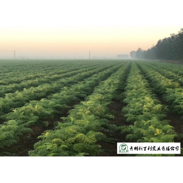 Japan Standard Fresh Organic Carrots Own Plantation Supply To Supermarket