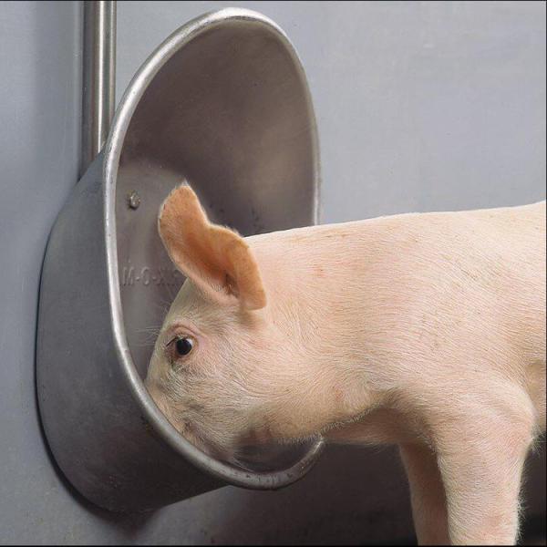 Hygienic Stainless Steel Automatic Water Drinker For Small Medium Large Sized Pigs