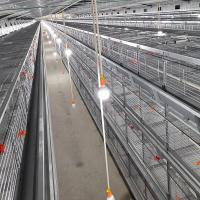 cage de poulet à rôtir de 1480mmx1750mmx440mm
