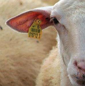 TPU RFID UHF Animal Ear Tags Plastic Alien H3 860-960MHz Frequency