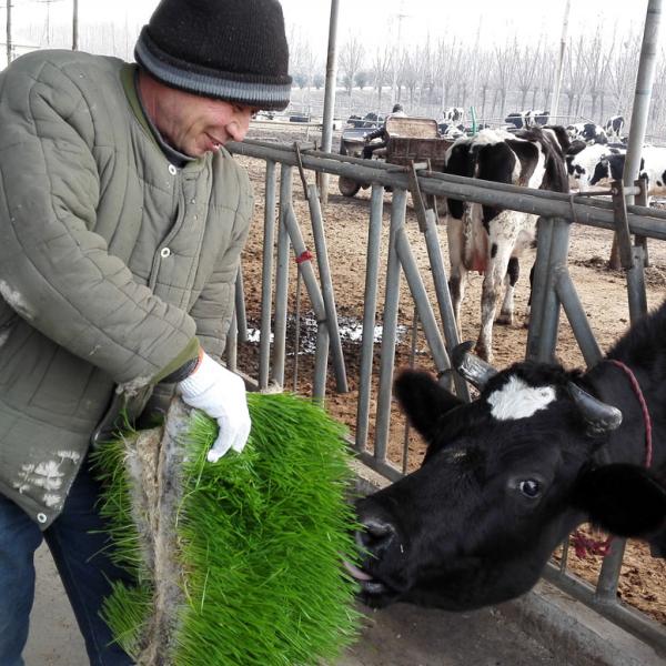 Машина корма ячменя PLC 40ft автоматическая Hydroponic за исключением воды и энергии