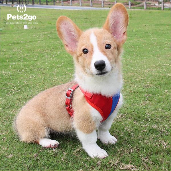 Nylon Oxford Lightweight 122G Comfort Dog Harness