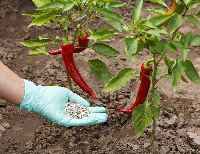 Bio Custom Fertilizer Enhance Root Activity Improve Absorption