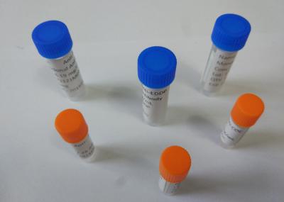 Customized Anti-EDDP Mouse / Rat Monoclonal Antibodies For Vitro Research