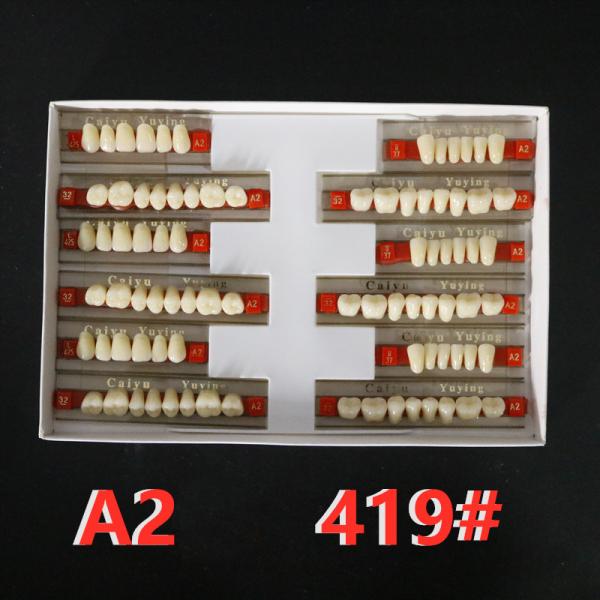 Heraeus Dental Acrylic Resin Teeth High Stain Resistance Durability