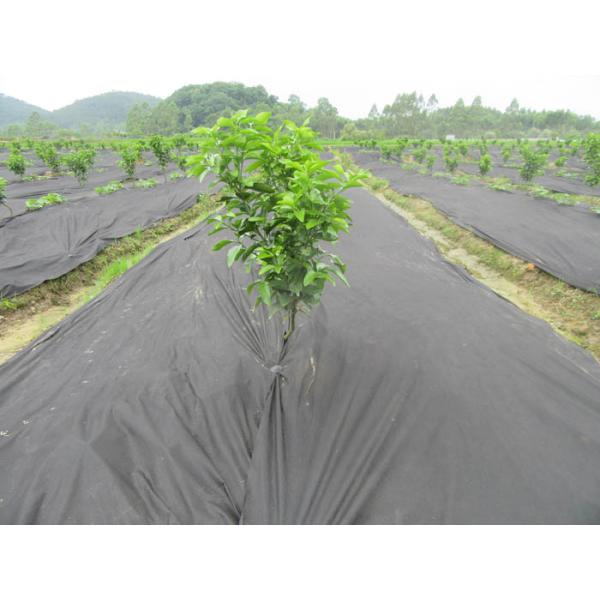 Нетоксическая ткань земледелия барьера засорителя не сплетенная Деградабле для садоводства/земледелия