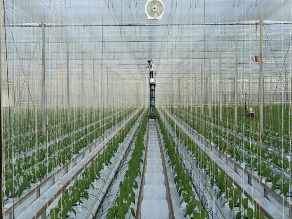 Tomate da estufa que amarra a guita com o negador da corda do gancho 7500D 9000D