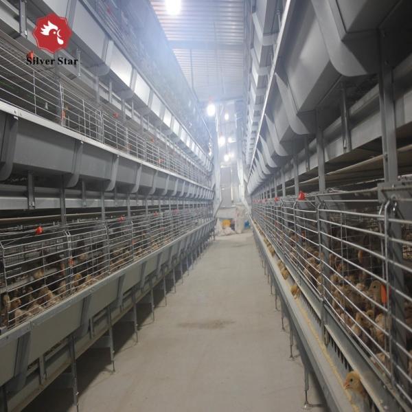 Linha equipamento da alimentação de aves domésticas de cultivo da grelha com alimentadores e os bebedores automáticos
