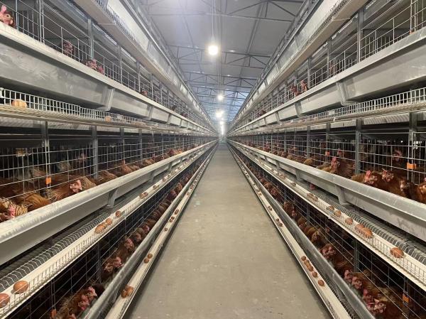 Durable 45 Days Chicken Cage Modern Poultry Cages Easy Daily Management