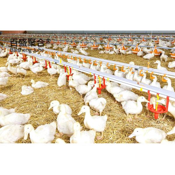 Custom Colors Steel Structures for Horse Stall Barn Plans at Prefab Poultry Farm