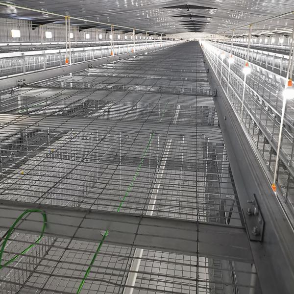 Équipement automatique pour poulaillers, certifié SONCAP, 380V 50HZ