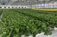NFT Hydroponic Gully System For Leafy Greens Cultivation