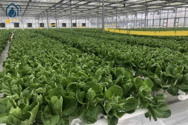 NFT Hydroponic Gully System For Leafy Greens Cultivation