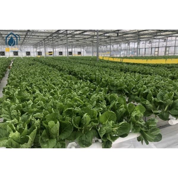 PVC Hydroponic Growing System Customized NFT Gully Systems For Leafy Greens Cultivation