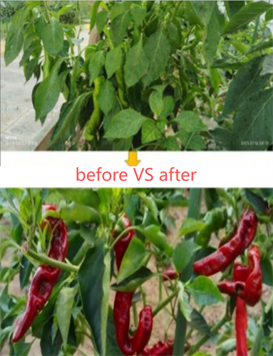 Amino Acid Chelated Calcium Boron Potassium Organic Fertilizer For Chili 