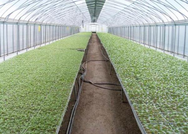 UV Treated Multi Span Woven 200 Micron Reinforced Greenhouse