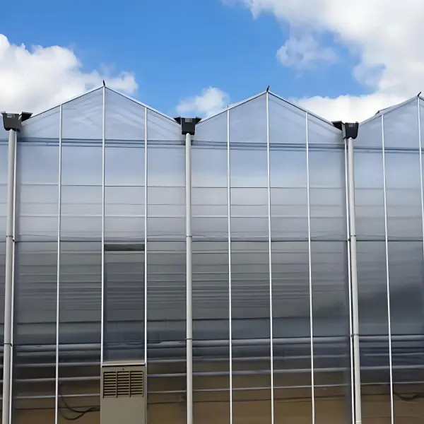 Durable Polycarbonate Venlo Greenhouse for Marigold Growing