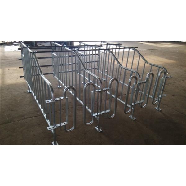 Galvanized Steel Pipe Pig Gestation Crates In Pig Farm House 2.2m*1.0m*0.6m