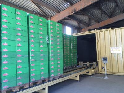 Cauliflower/Cabbage/ Edible Fungi Preservation Vacuum Coolers Full Automatic PLC Control