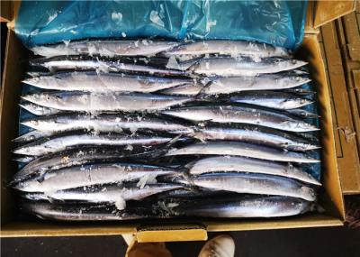 90g círculo inteiro Cololabis Saira Frozen Pacific Saury