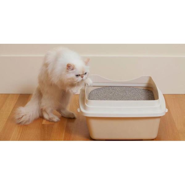 Effective Odor Neutralizing Cat Litter Powder In 25kg Convenient