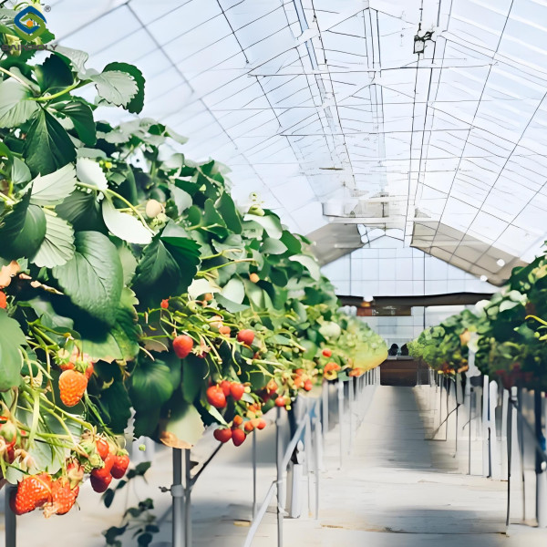 Low Energy Consumption Strawberry Plant Greenhouse Customized 1.1m Height