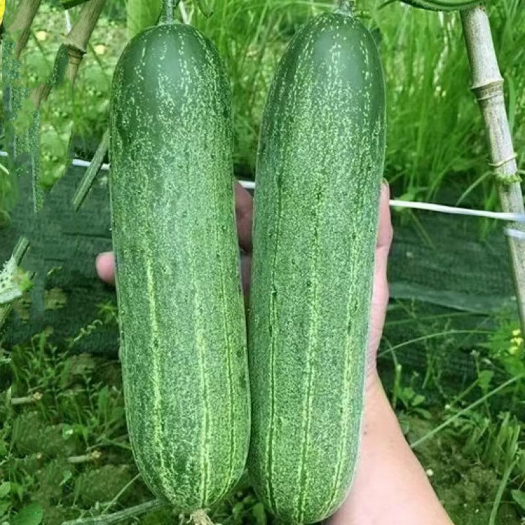 CU04 Jieyang heat tolerate export quality f1 hybrid cucumber seeds for spring and autumn planting