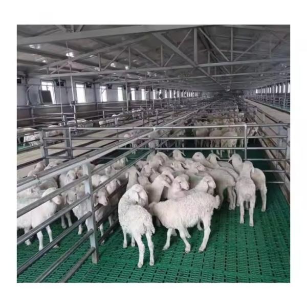 High Quality RG Goat Farming Plastic Shed Steel Slatted Floor for Goat and Sheep Housing