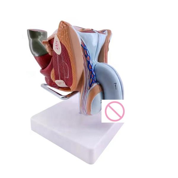 Anatomical demonstration Advanced PVC Male Internal and External Genital Organ Model