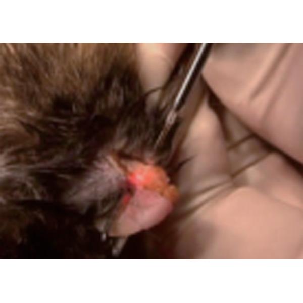 Painless Laser Therapy For Animals CE Class 4 Laser Therapy Machine