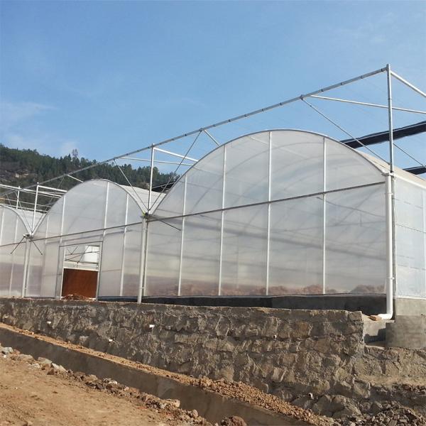 Modern Farming Agricultural Poly Tunnel Plastic Film Tomato Greenhouses