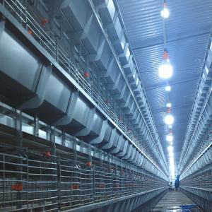 4 слоя клетки птицы