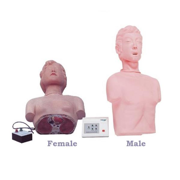 Medical Science Human Half Body Simulation CPR Manikin For Medical Training